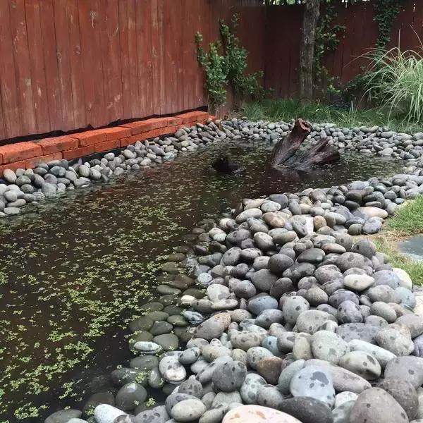 太赞了，养龟发烧友晒豪华生态龟池的建造全过程（下篇）