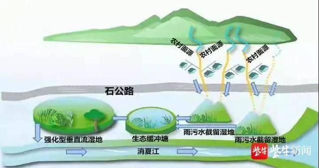 绿色生态建设见成效！“水中大熊猫”桃花水母现身苏州