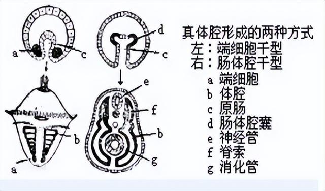 不同EM菌剂与养殖水体水质，对海参生长性能及免疫力有什么影响？