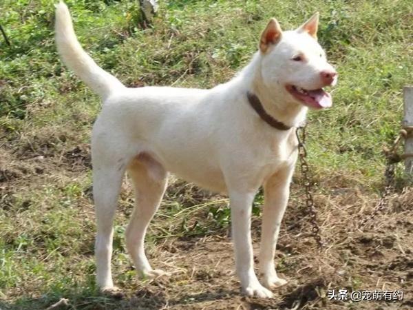 下司犬、川东猎犬，是具有历史和深厚文化积淀的，两大中华名猎