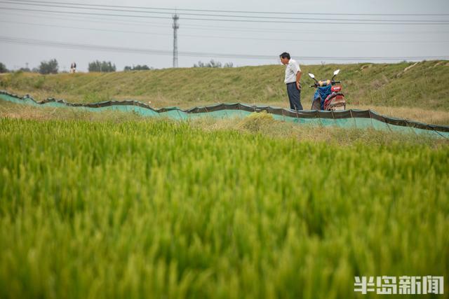 稻蟹双养，一田双收！生态共养稻田：稻花香里的鲜美“蟹”逅