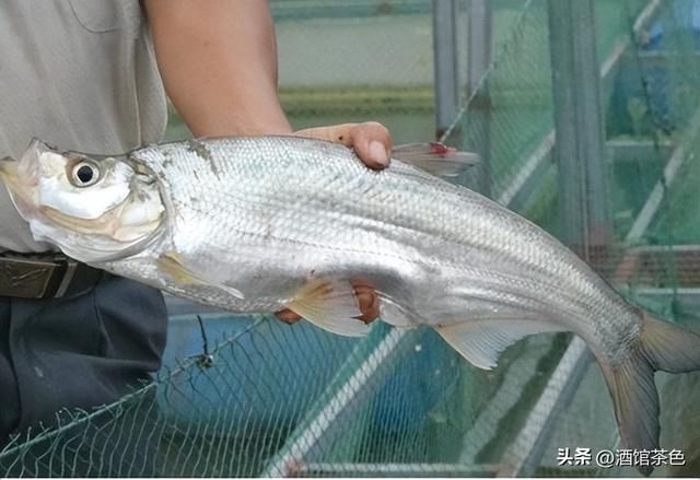 马友鱼的生物特征，以及其生态健康养殖技术