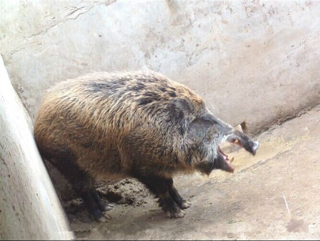 野猪怎么养殖