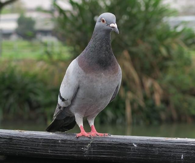 我是成都人，还能吃兔头吗？我妈常做奶汤野生鲫鱼，能吃不……牛蛙、火鸡、竹鼠，这些还能再吃吗？