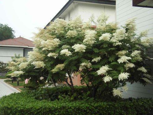 这野花“花苞”似白珍珠，开花时紧凑远看似白云，放在家里价值高