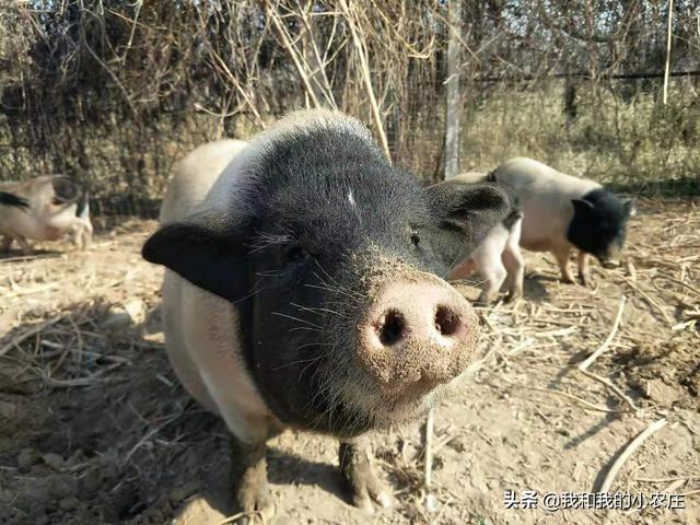 7年香猪养殖人聊聊影响香猪猪肉品质的7种因素和4种改善措施