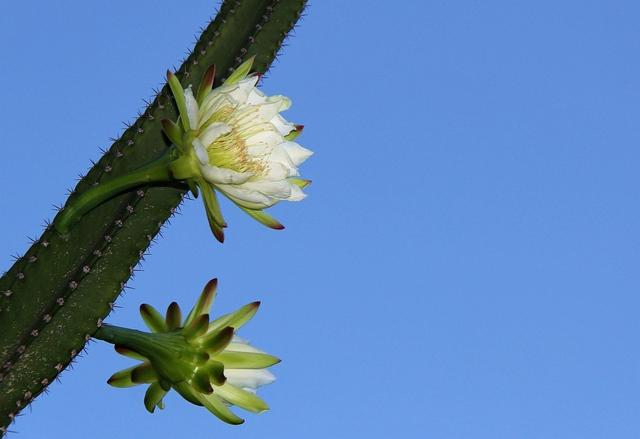 假昙花养护方法，夏天注意事项总结大全！