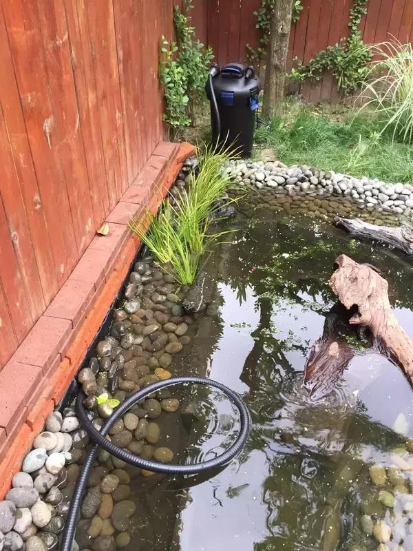 太赞了，养龟发烧友晒豪华生态龟池的建造全过程（下篇）