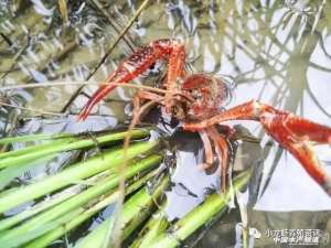 春雨的养殖(早春小龙虾养殖应该注意这五个问题)