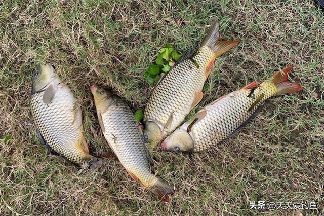 野钓鲤鱼正当时，牢记鲤鱼的3个习性，让你每次都不走空