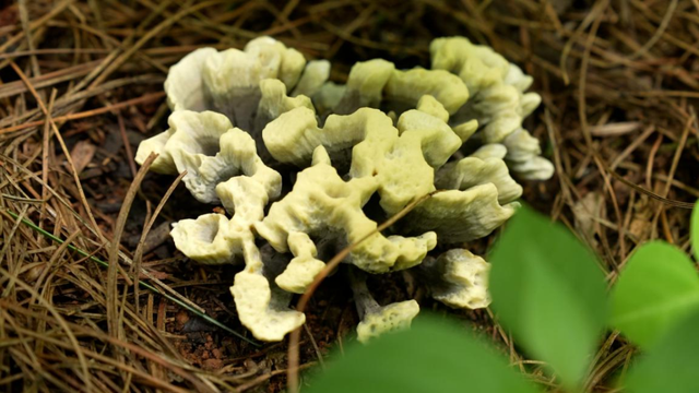 吹一把野生菌的散牛