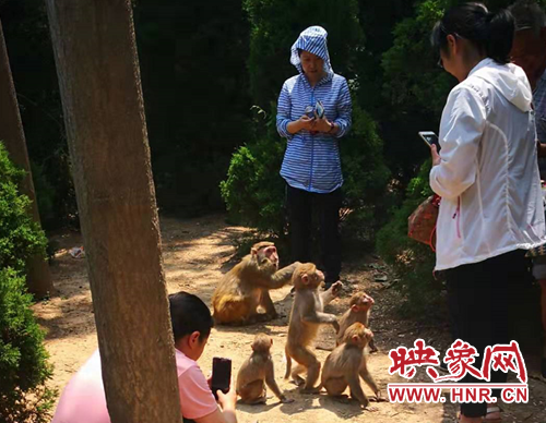 拥有“点将”之能的荥阳环翠峪花果山养猴人