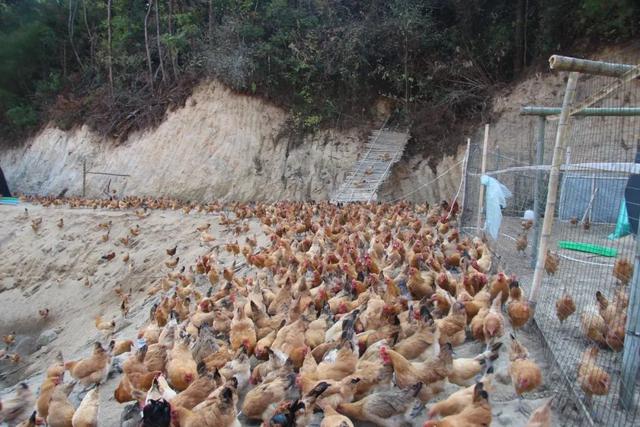 岳西这里的鸡飞上树，大明山正宗土鸡养殖场，生态散养满山跑