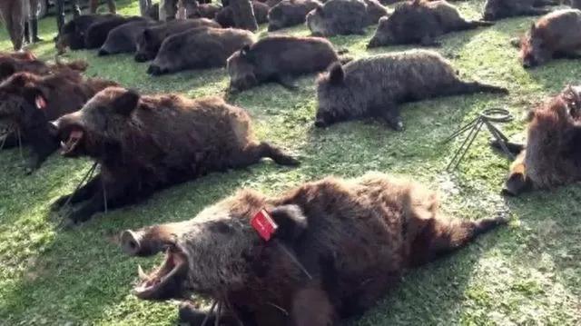 山西和顺惊现“金钱豹”野猪成为当地大餐，专家：当地人需小心了