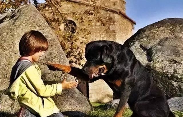 咬伤女童的罗威纳犬，被主人“怒杀”的松狮犬，城市猛犬有哪些？