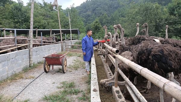 贵州三都：特色养殖“鸵”起致富梦