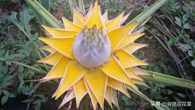 地涌金莲：有“百日开花花不败”美称的神圣高洁“佛花”