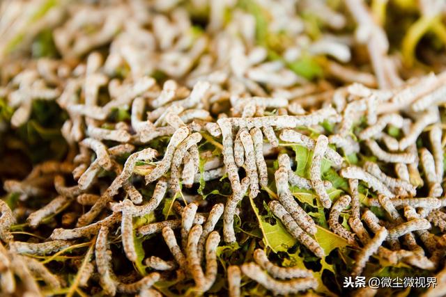 2龄蚕桑叶需求量较小，但日常管理要到位，8个养蚕要领需掌握