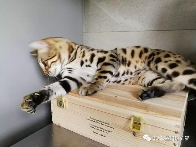 孟加拉豹猫的喂养