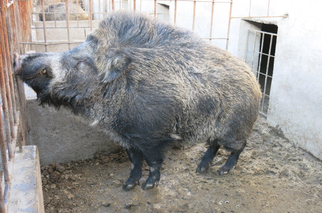 野猪怎么养殖