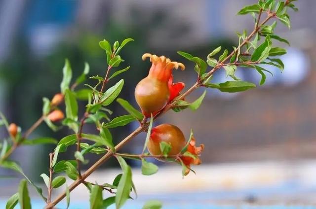 阳台种植石榴的4个技巧，观花观果，变漂亮盆景，年年旺盛很喜庆