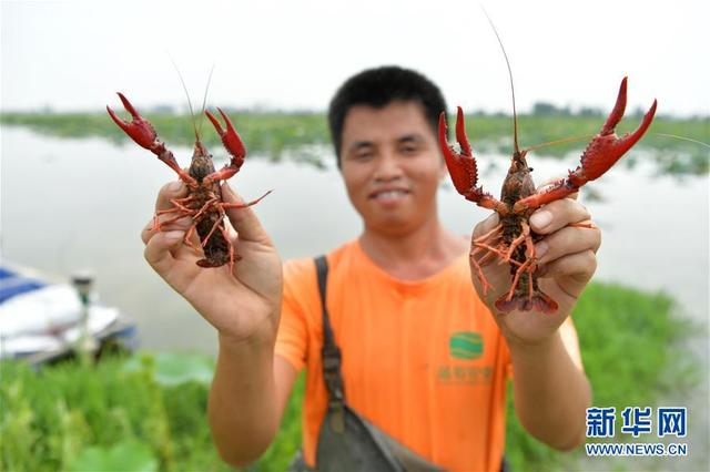 江西南昌：观荷捕虾富农家