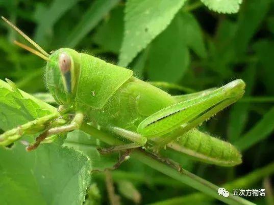 教你分清蚱、蜢和蝗