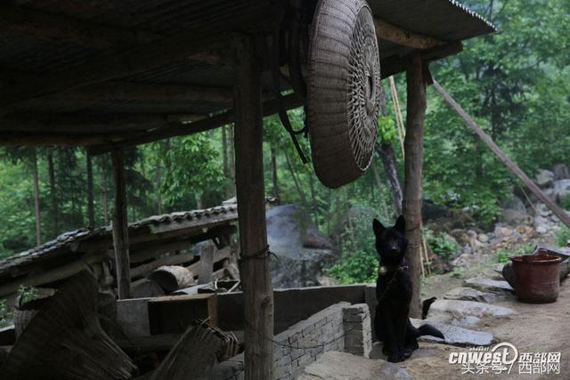 养八条狗可对付野猪群 招土蜂种天麻老王靠山致富