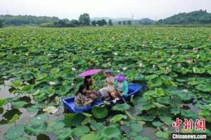 湖南有龙虾养殖基地(湖南零陵“莲虾共养”铺就生态致富路)