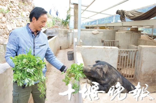 狼狗“放牧”，山林散养“跑山猪” 十堰男子年入200多万