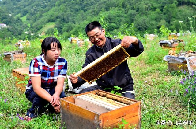 养蜂技术｜新手如何第一次成功养蜂？选择蜂种是关键