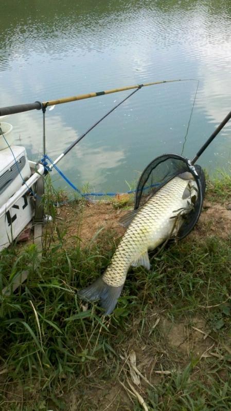 夏季野钓草鱼攻略，三个水层同时钓，一条就能爆护