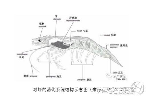 对虾养殖保肝健肠很简单，中草药+酶制剂就好！