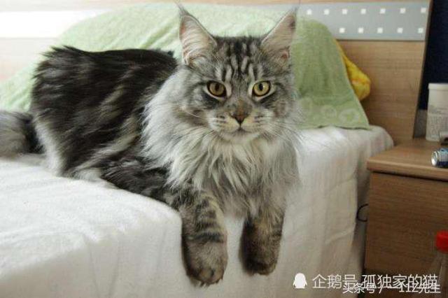 世界十大最美丽的猫品种