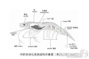 对虾养殖保肝护肝药(对虾养殖保肝健肠很简单，中草药+酶制剂就好)