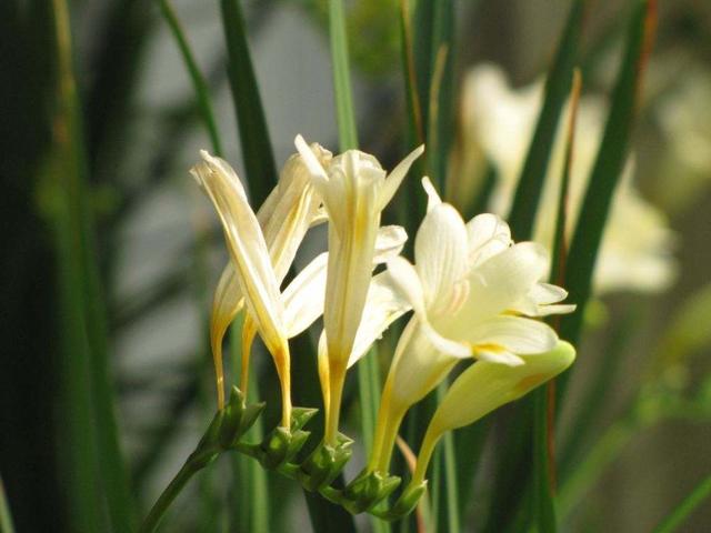 养小苍兰，做好这几点，让其枝繁叶茂，花开爆盆