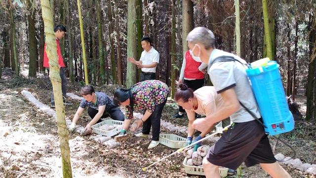 修文县六广镇：林下种植忙 集体经济旺