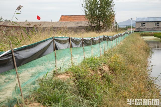 稻蟹双养，一田双收！生态共养稻田：稻花香里的鲜美“蟹”逅