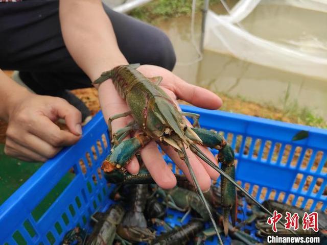 小小山村养出“贵族虾”广西柳州澳洲龙虾基地年产值约百万