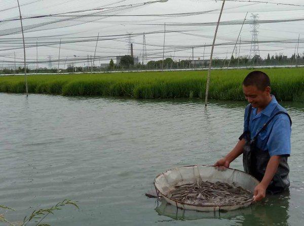 浙报关注丨南浔沈良：一尾泥鳅带村民“游”出富裕未来