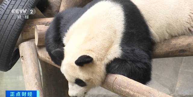 江苏溧阳景区招聘大熊猫饲养员，数百人投递简历