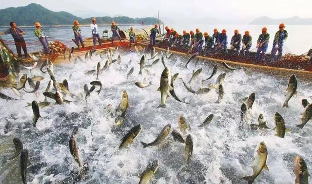 针对日本核污水排海问题，马云决定投资2亿办水产养殖公司！