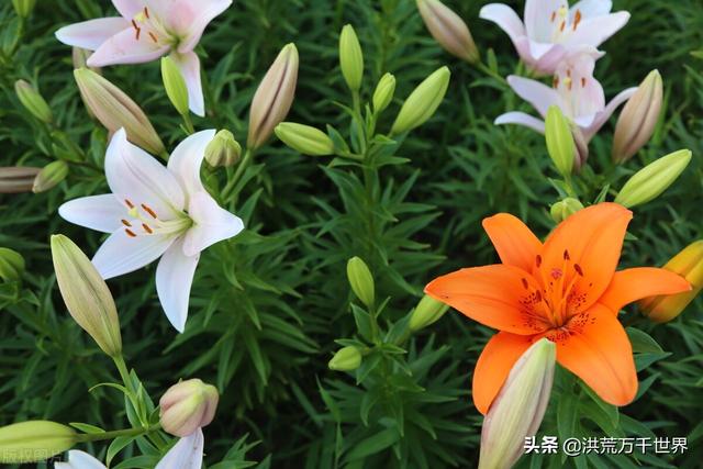 百合花怎么养，4个步骤手把手教你养殖百合花