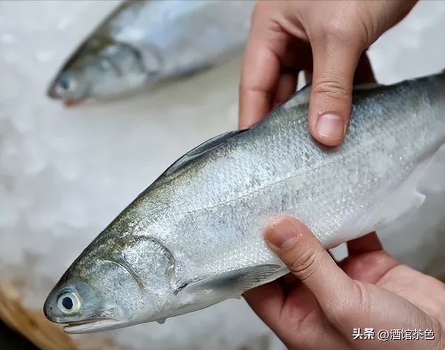 马友鱼的生物特征，以及其生态健康养殖技术