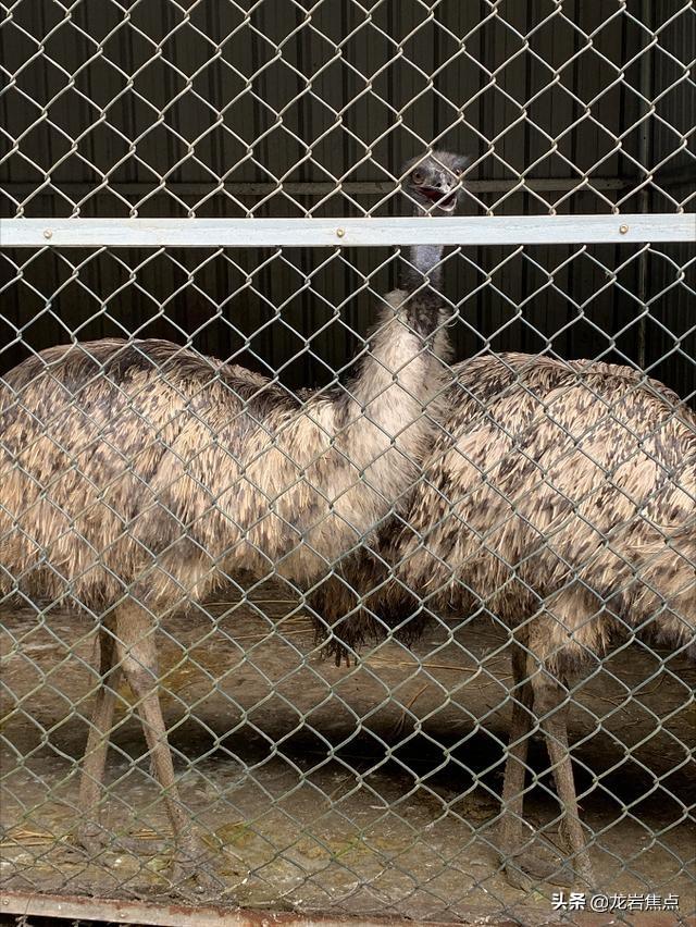 长汀梓牧生态家庭农场：“立体种养”闯出致富新路