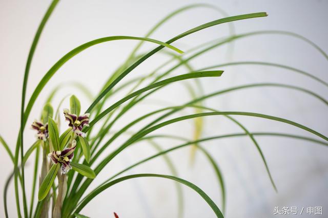 兰花在北方如何养殖