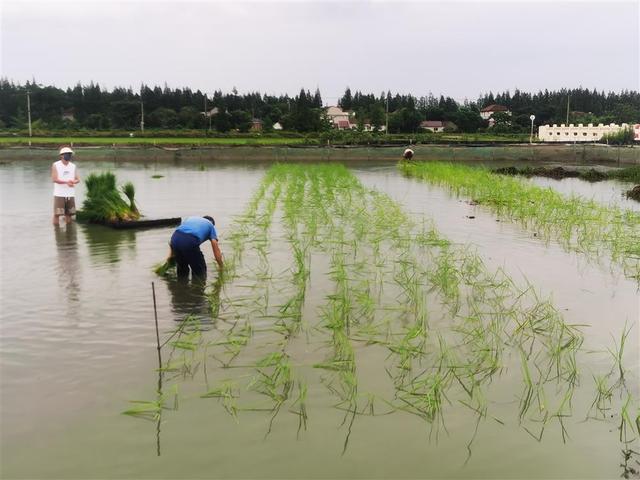 这波稻虾连作赚了，两季间42天空窗期“洒下”小龙虾苗，回捕了稻田虾两倍重