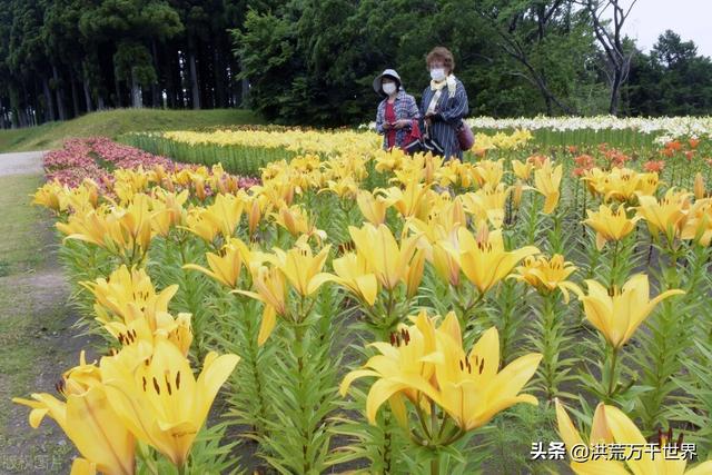 百合花怎么养，4个步骤手把手教你养殖百合花