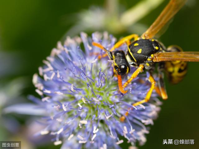 胡蜂如何安全越冬？有6种方法，越冬时间和蜂王培育是重点