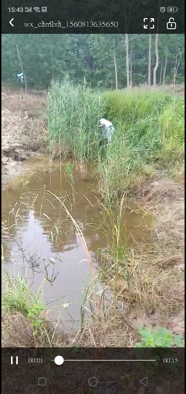 意外收获黄辣丁 鲫鱼照样也连竿……